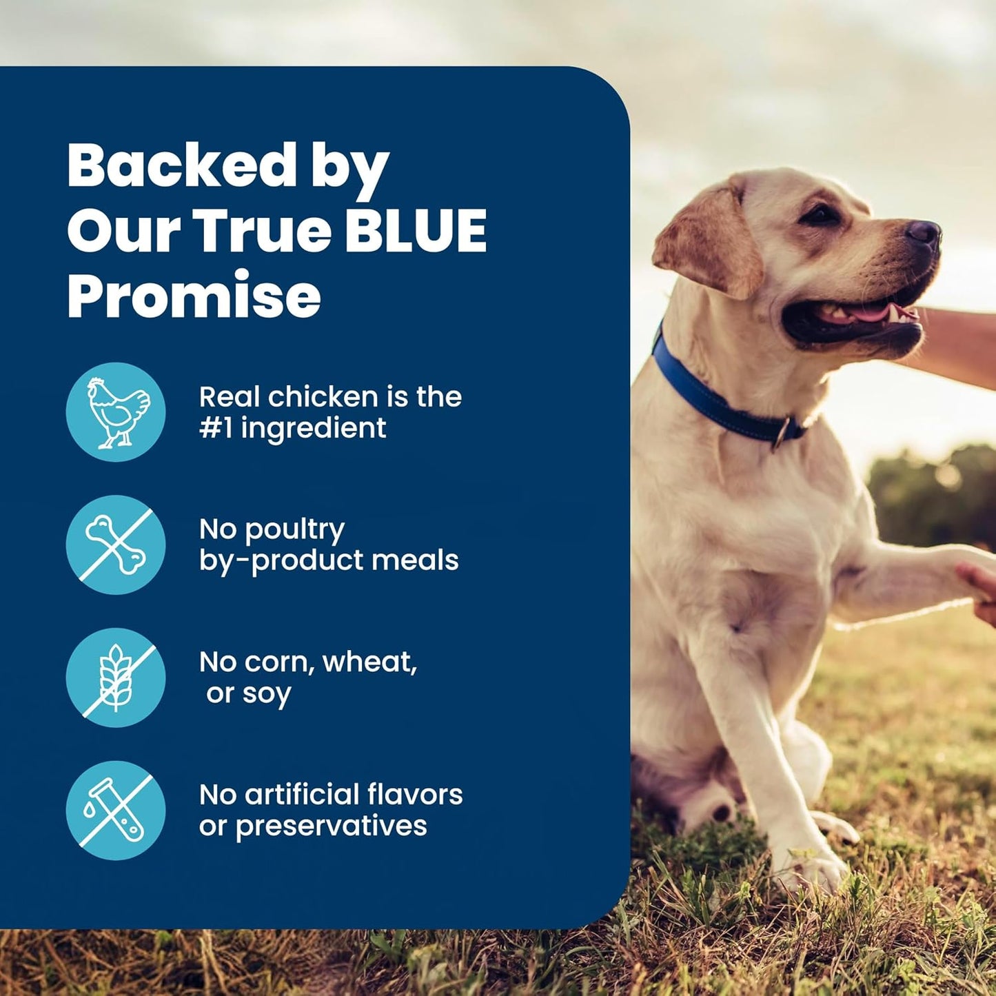 Blue Buffalo Life Protection Senior Dry Dog Food – Wholesome, Vet-Formulated Recipe Free of Artificial Flavors for Older Dogs, 15 lb