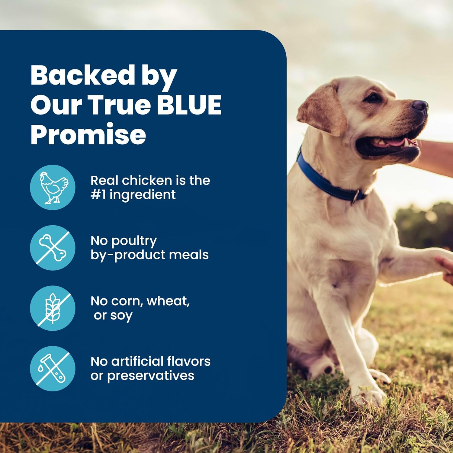 Blue Buffalo Life Protection Senior Dry Dog Food – Wholesome, Vet-Formulated Recipe Free of Artificial Flavors for Older Dogs, 15 lb