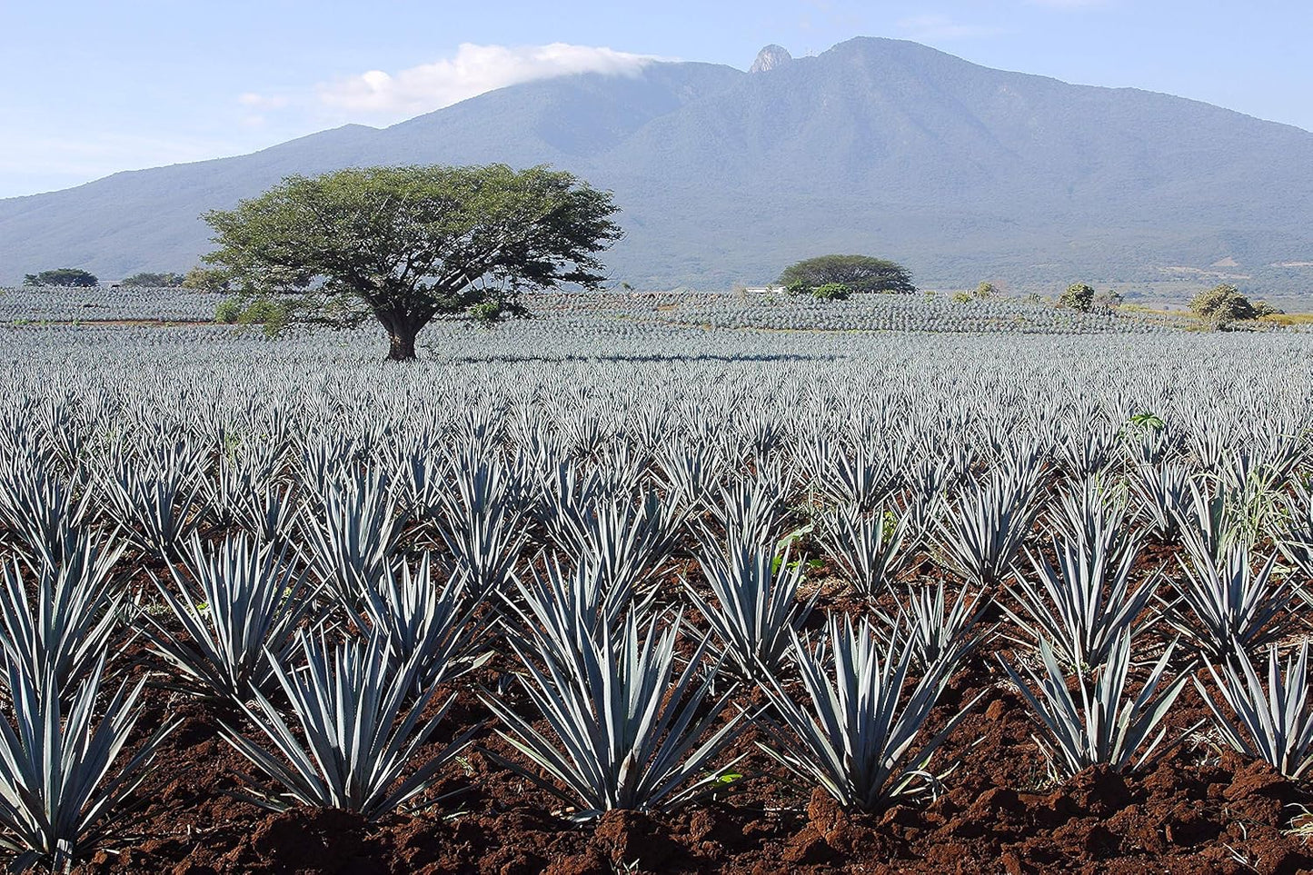 Madhava Pure Blue Agave Syrup – Third-Party Tested Sugar Alternative for Ingredient-Conscious Homes