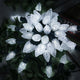 White - 200