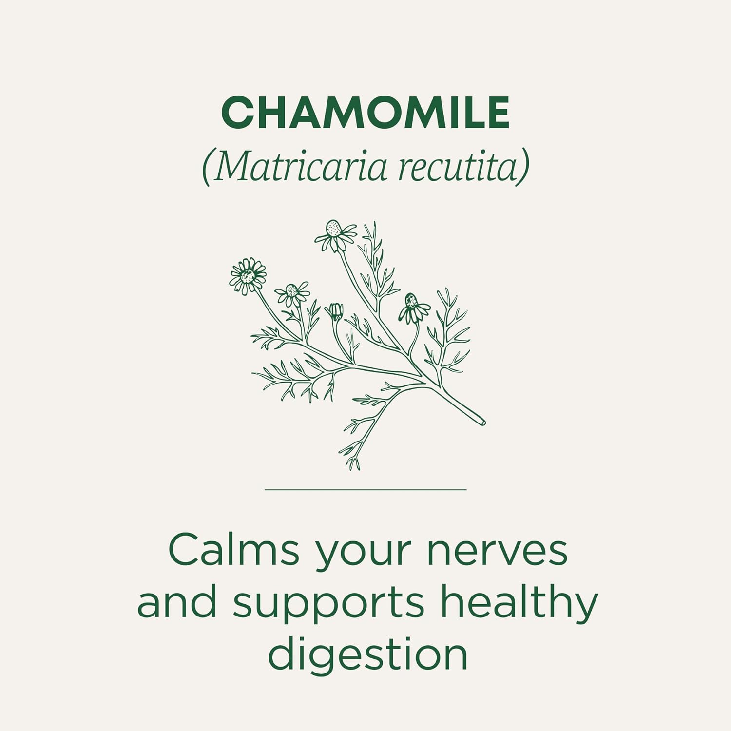 Traditional Medicinals Organic Chamomile Tea – Aromatic Calm Herbal Tea for Self-Care Rituals and Quiet Evenings, 16 Bags